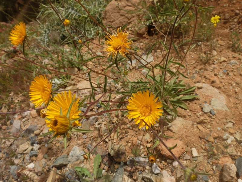 Pallenis cuspidata photo 2