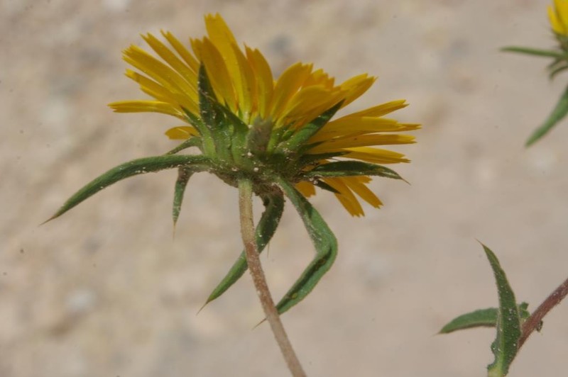 Pallenis cuspidata photo 3