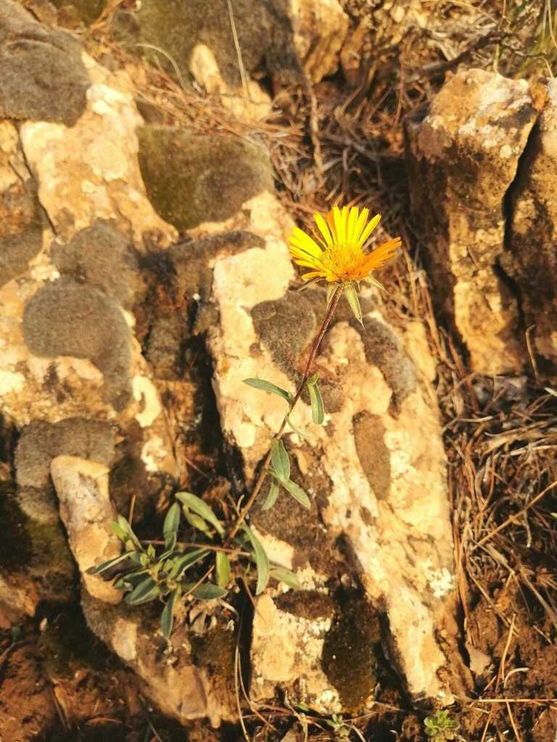 Pallenis cuspidata photo 4