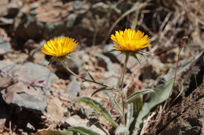Pallenis cuspidata photo 5