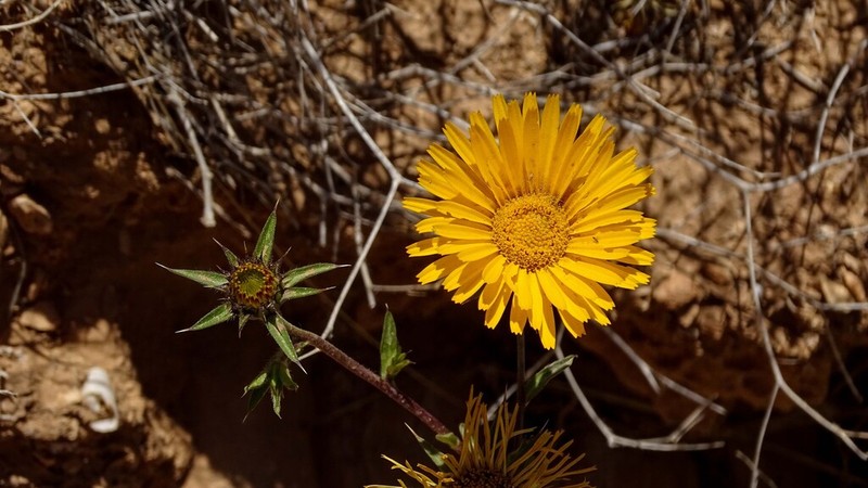 Pallenis cuspidata photo 7