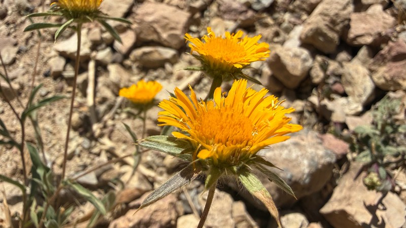 Pallenis cuspidata photo 8