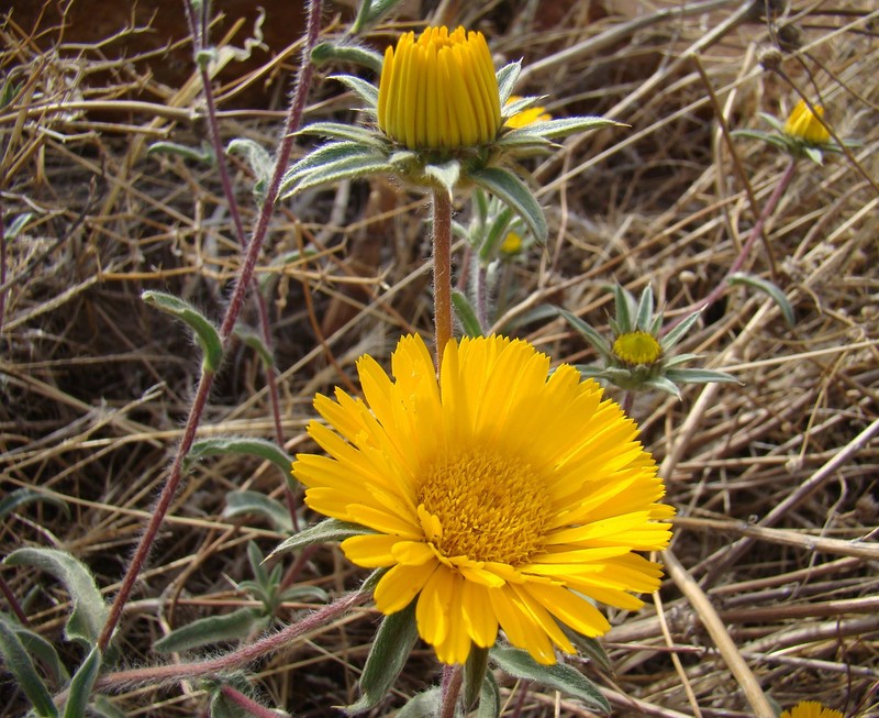 Pallenis cuspidata subsp. canescens