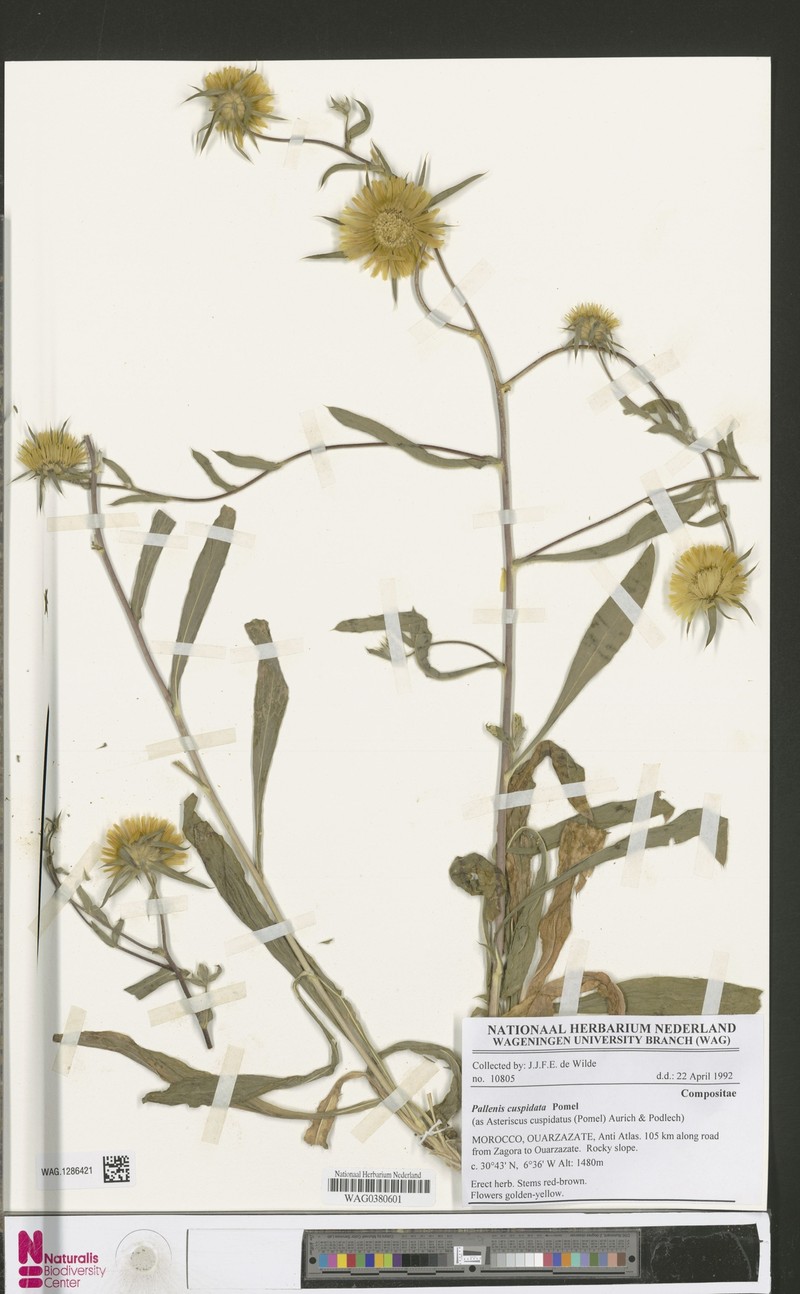 Pallenis cuspidata subsp. cuspidata