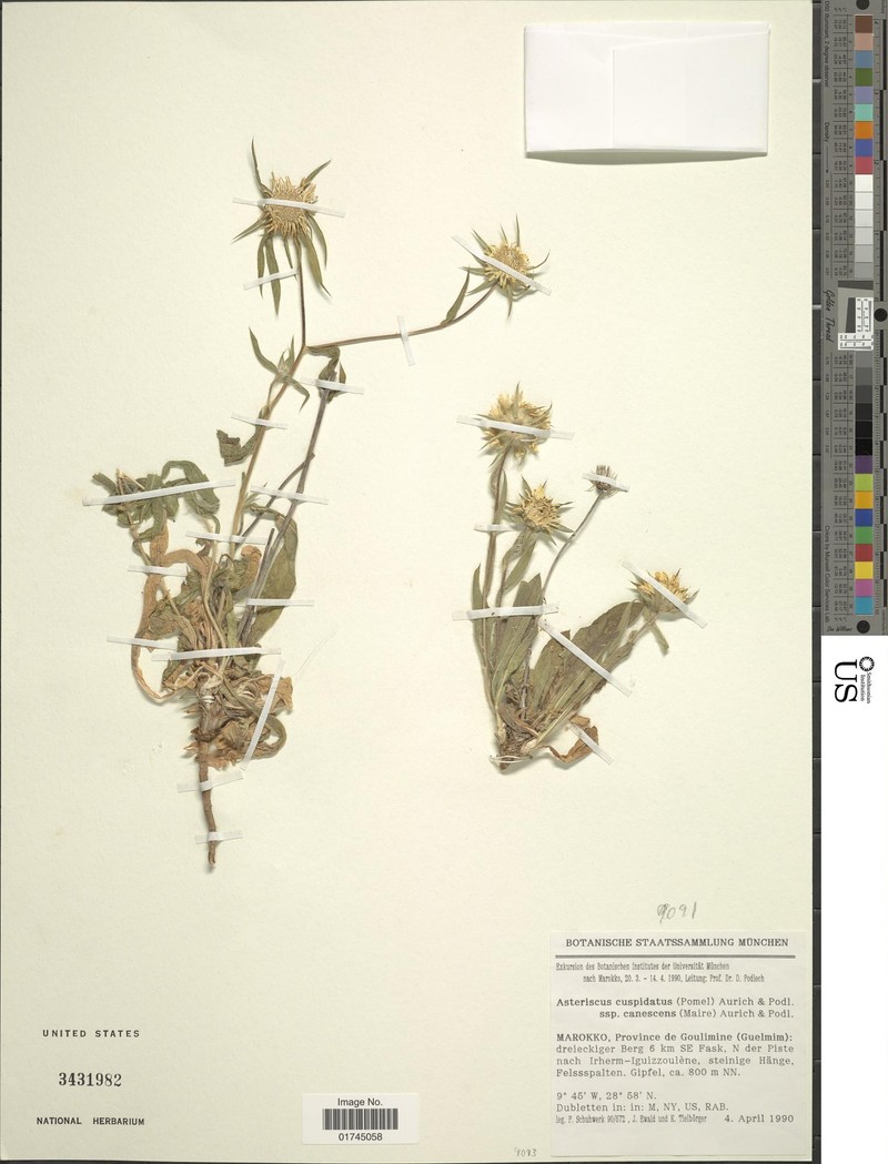 Pallenis cuspidata subsp. cuspidata photo 2