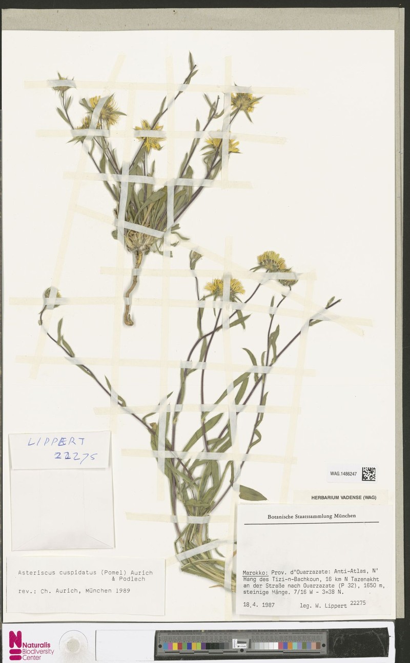 Pallenis cuspidata subsp. cuspidata photo 3