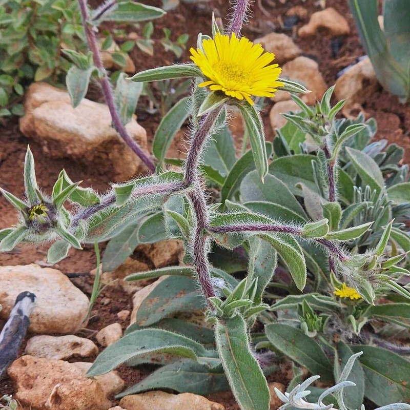 Pallenis cyrenaica