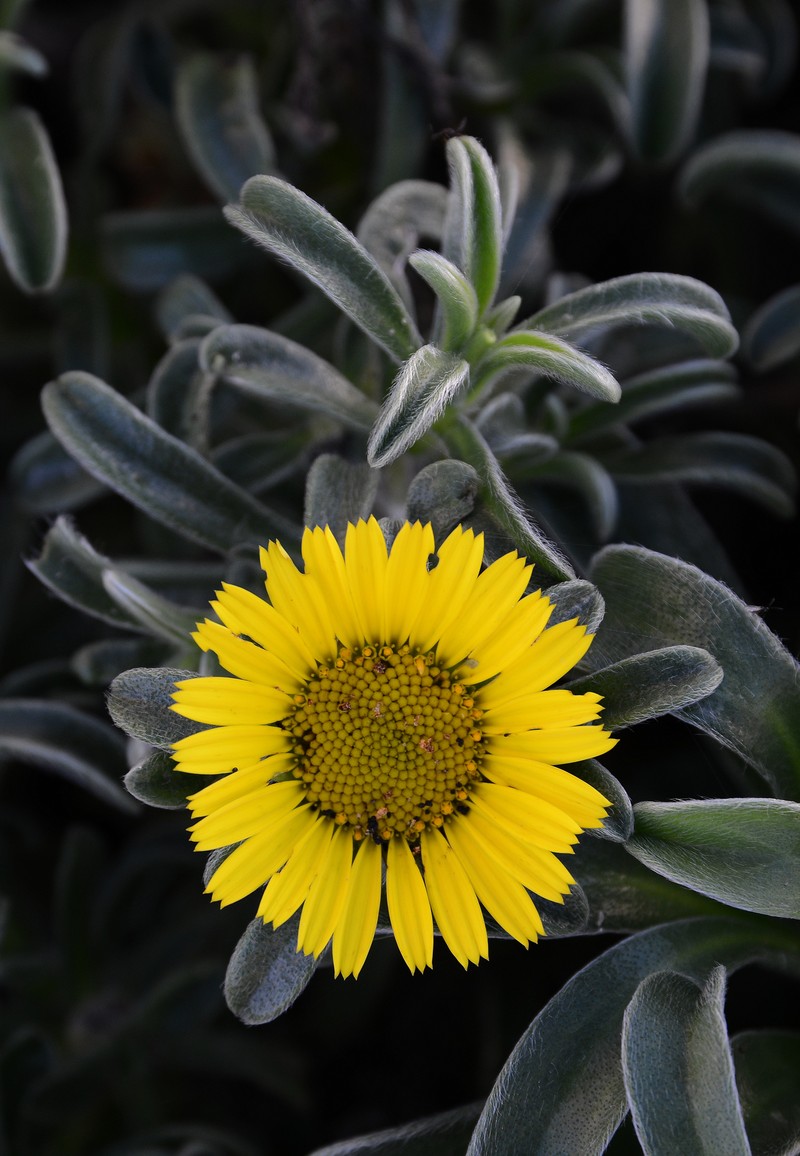 Estrella De Mar