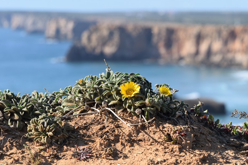 Estrella De Mar photo 3