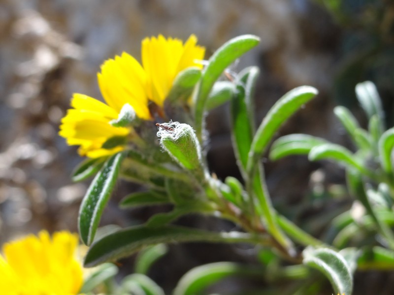 Pallenis maritima subsp. maritima