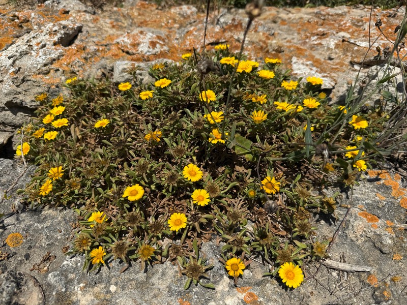 Pallenis maritima subsp. maritima photo 2