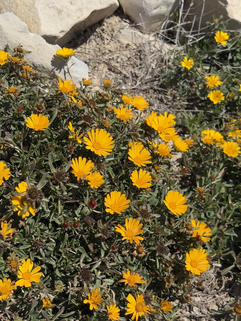 Pallenis maritima subsp. maritima photo 4