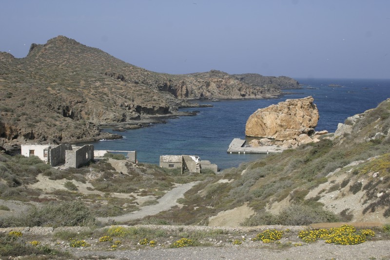 Pallenis maritima subsp. sericea