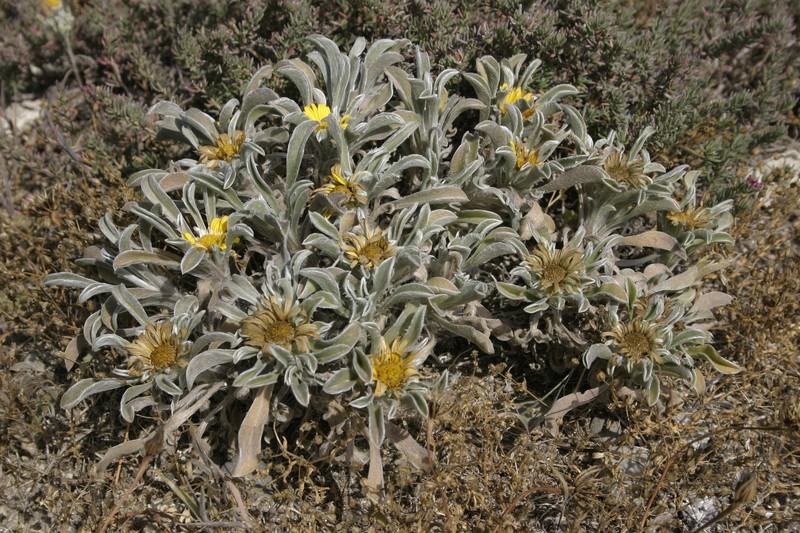 Pallenis maritima subsp. sericea photo 2