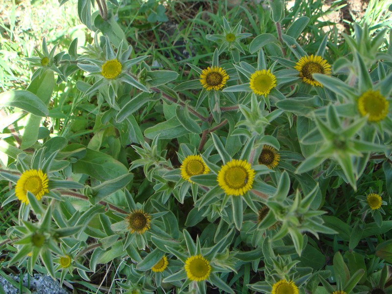 Pallenis spinosa
