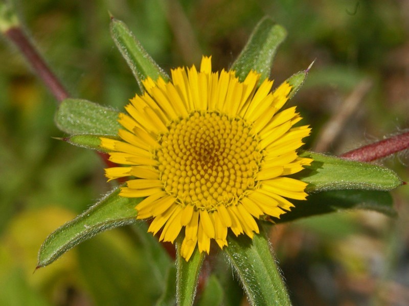 Pallenis spinosa photo 2