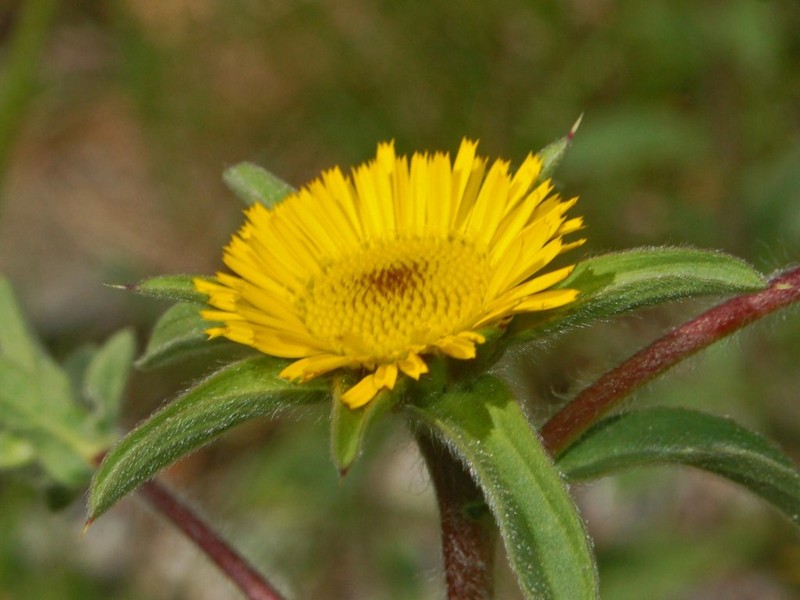 Pallenis spinosa photo 3