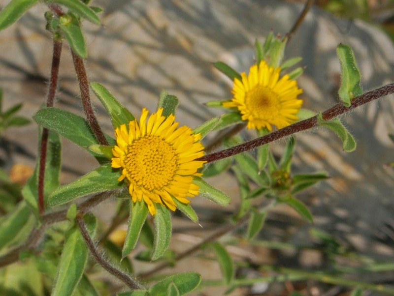 Pallenis spinosa photo 4