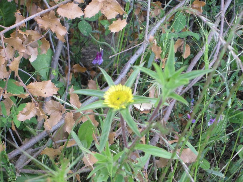 Pallenis spinosa photo 5