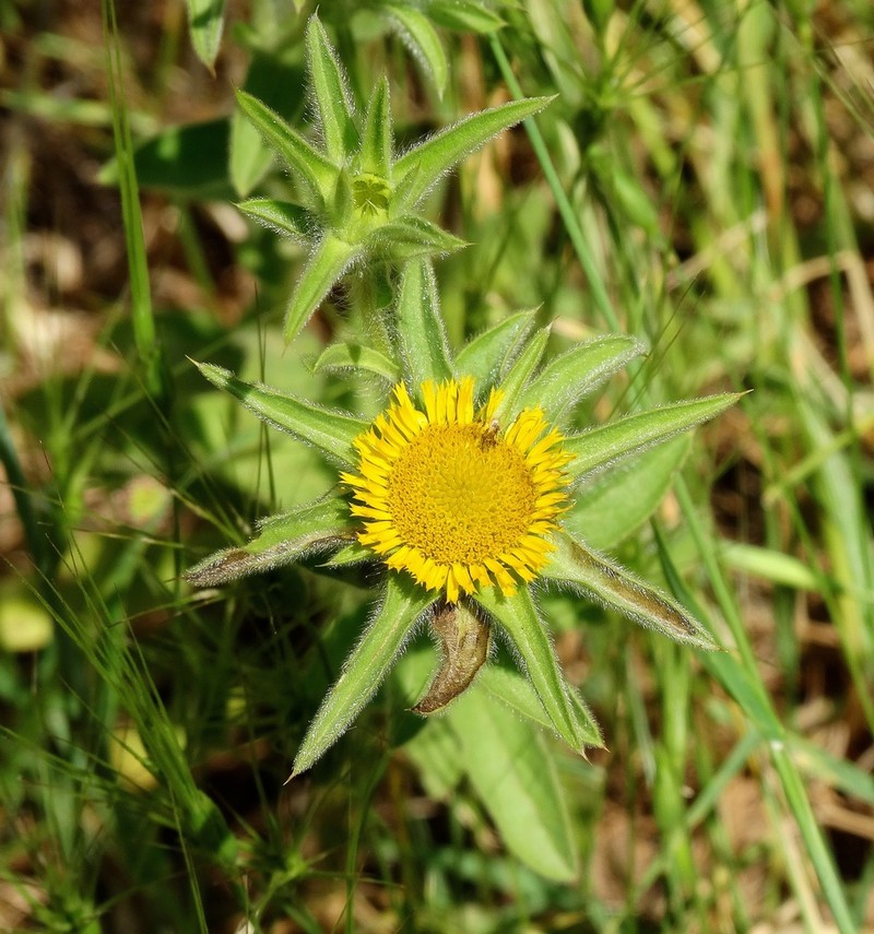 Pallenis spinosa photo 6