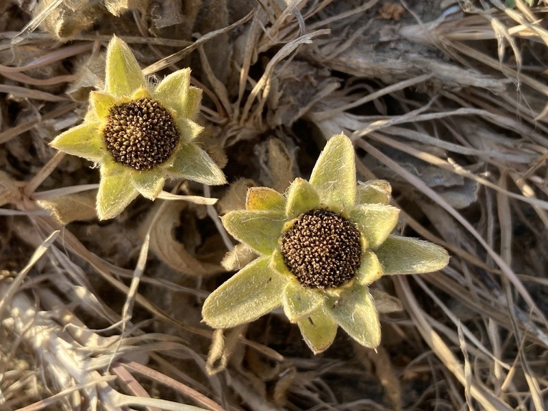 Pallenis spinosa photo 7