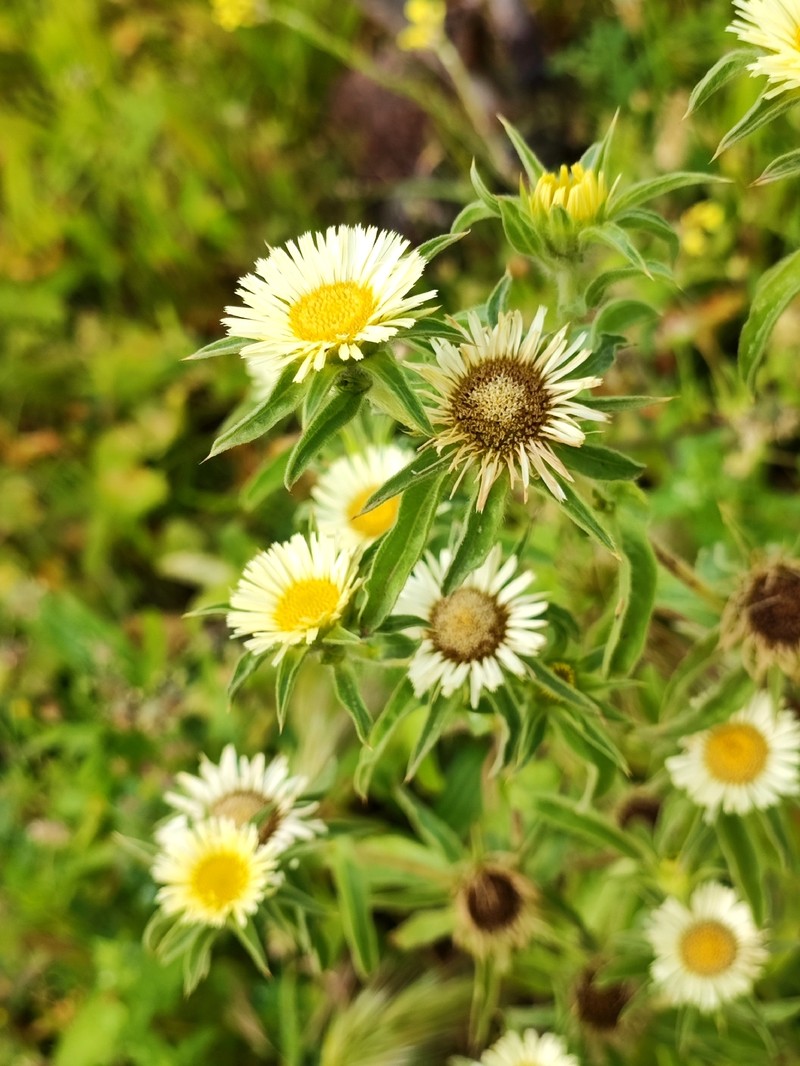 Pallenis spinosa subsp. maroccana
