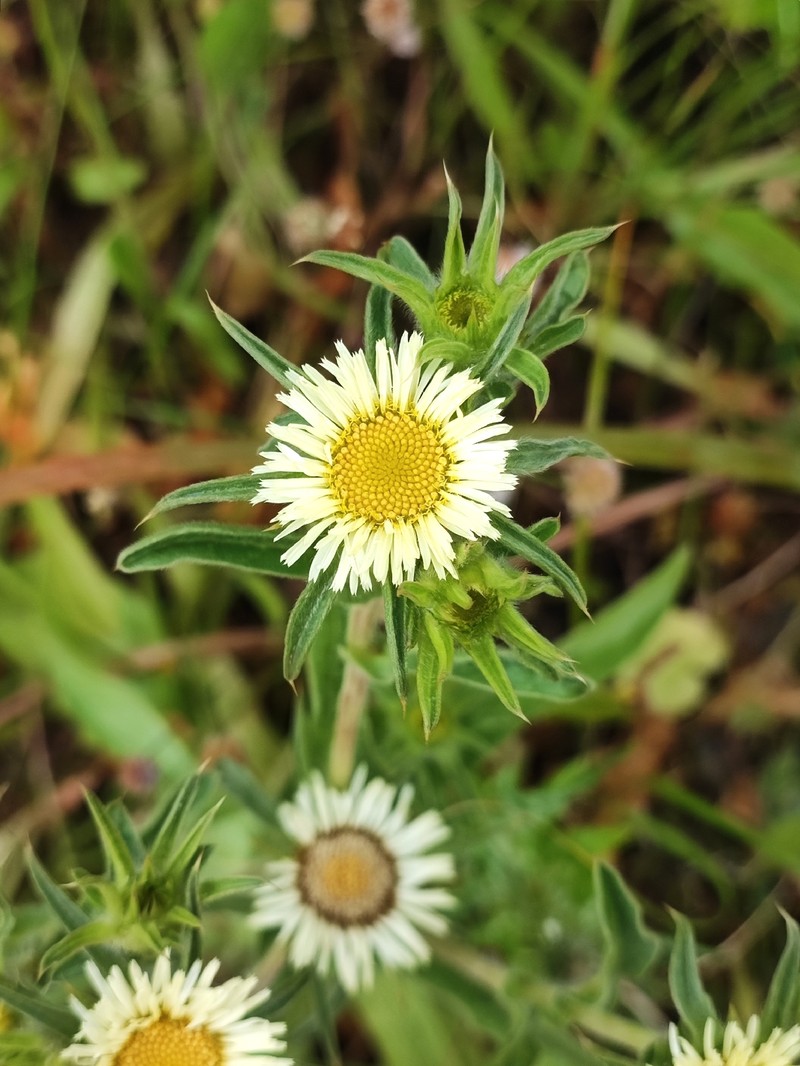 Pallenis spinosa subsp. maroccana photo 2