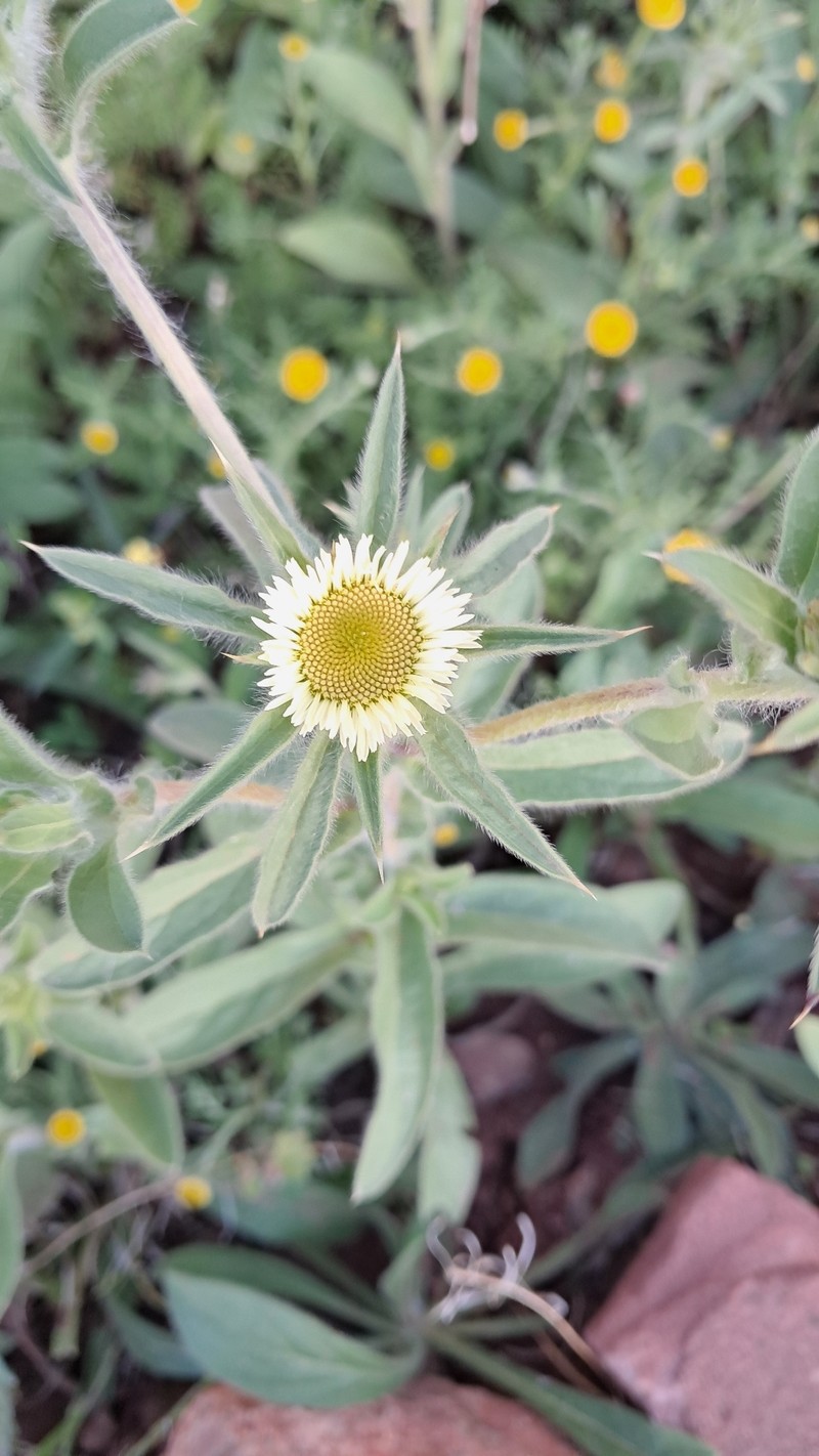 Pallenis spinosa subsp. maroccana photo 3