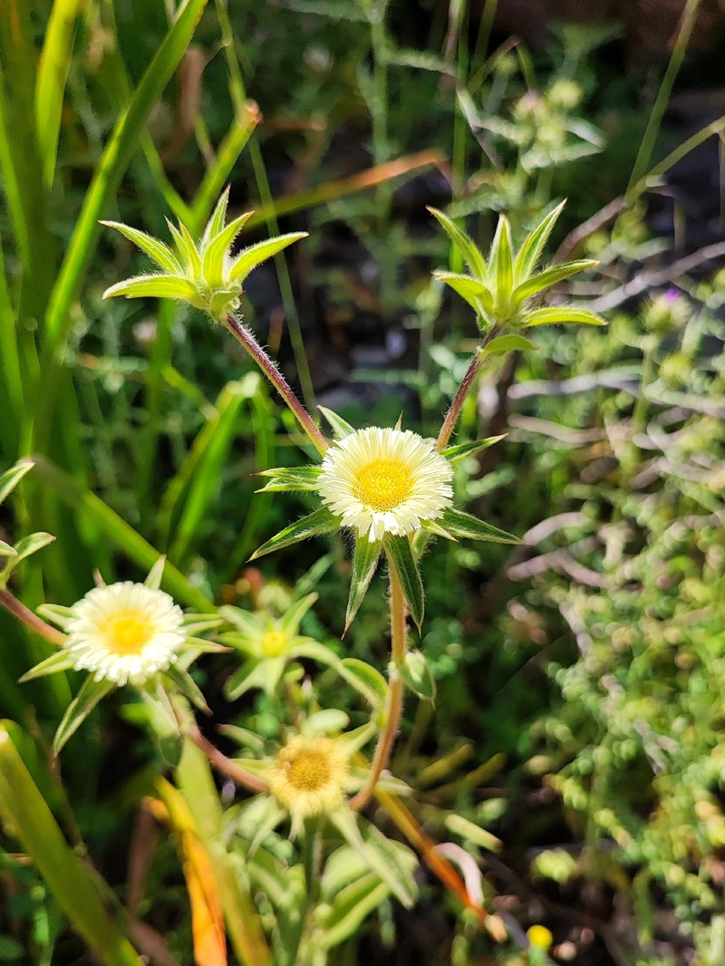 Pallenis spinosa subsp. maroccana photo 4