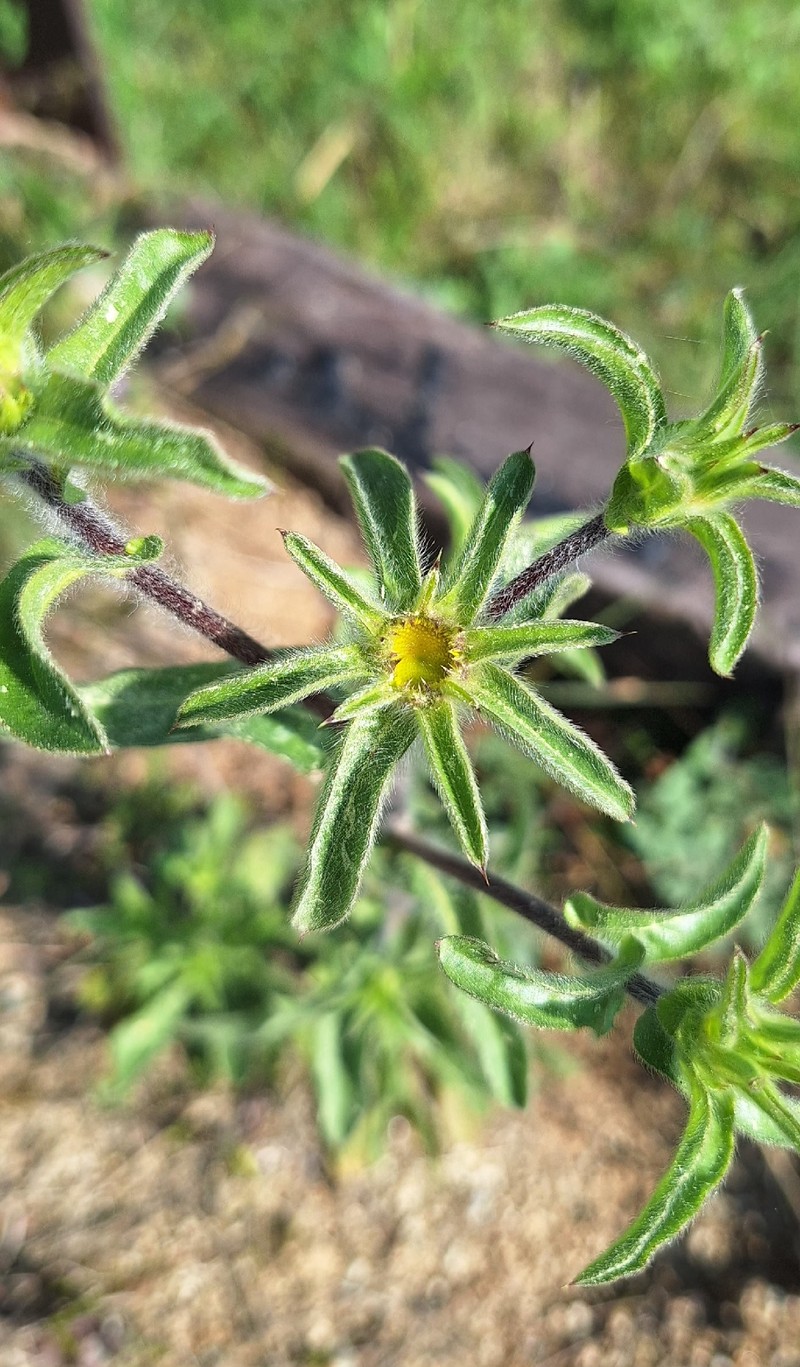Pallenis spinosa subsp. spinosa