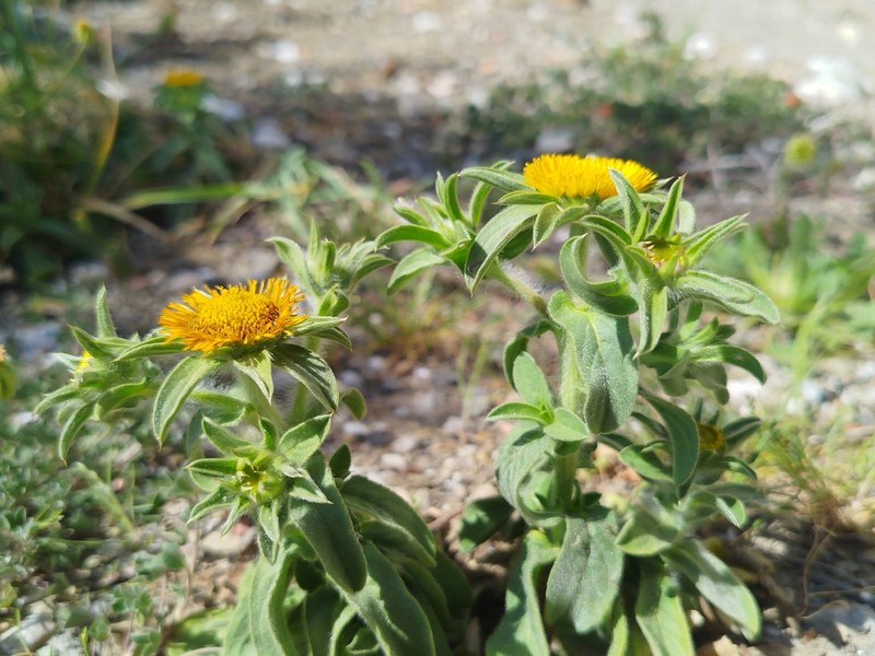 Pallenis spinosa subsp. spinosa photo 2