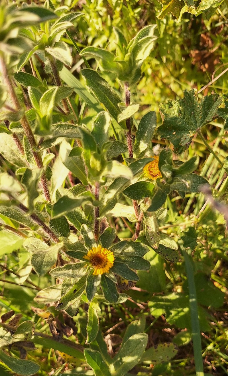 Pallenis spinosa subsp. spinosa photo 3