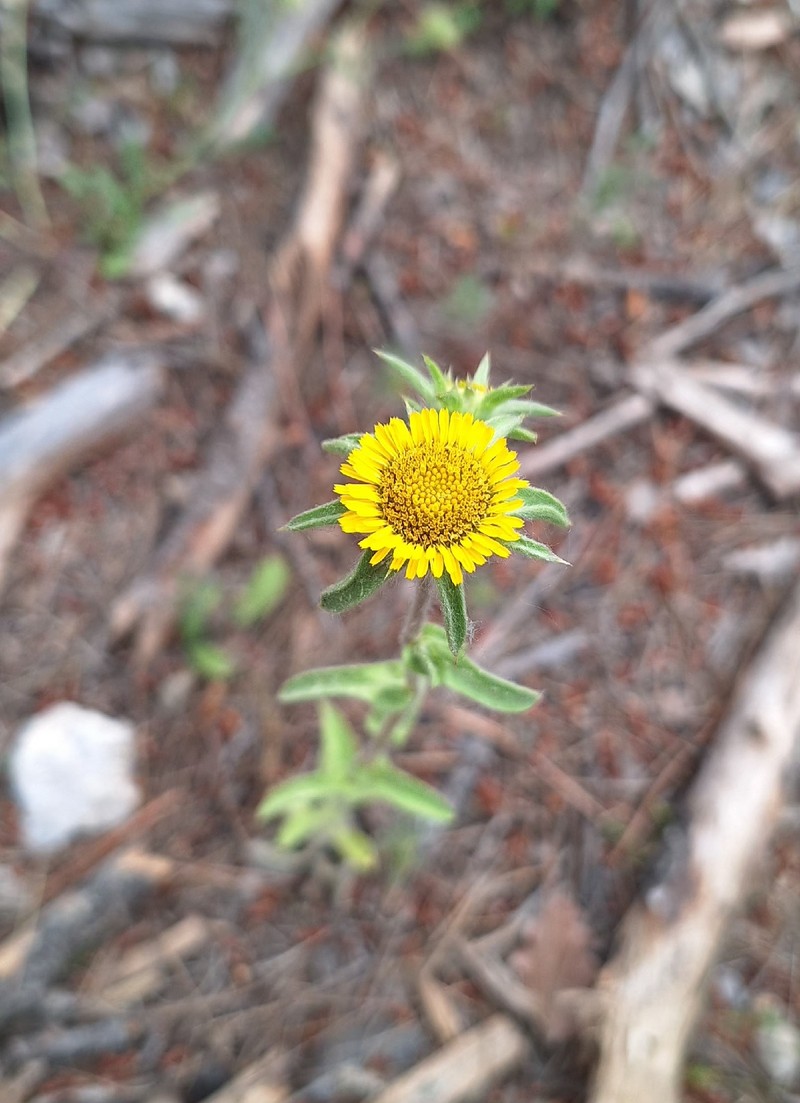 Pallenis spinosa subsp. spinosa photo 4