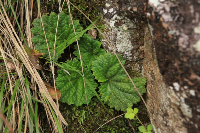 Palmatiboea cortusifolia