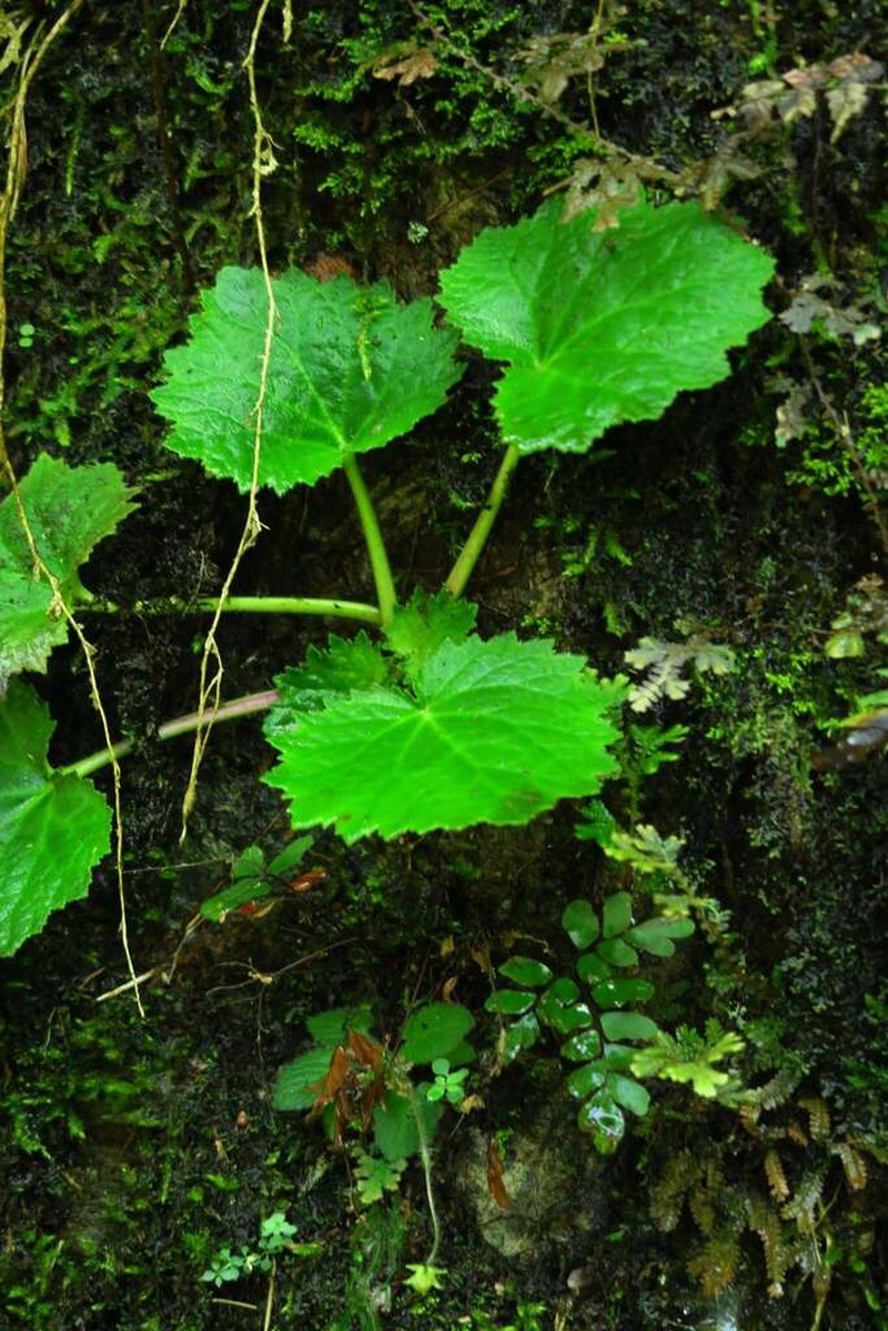Palmatiboea cortusifolia photo 2