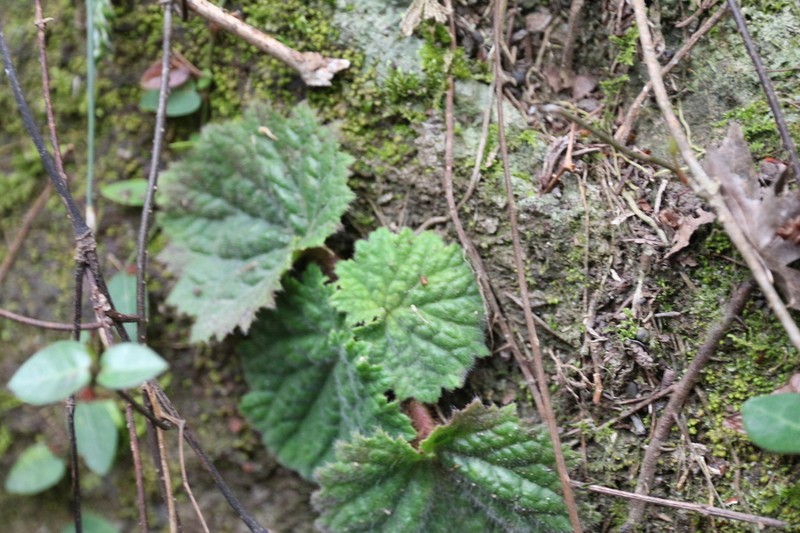 Palmatiboea cortusifolia photo 3