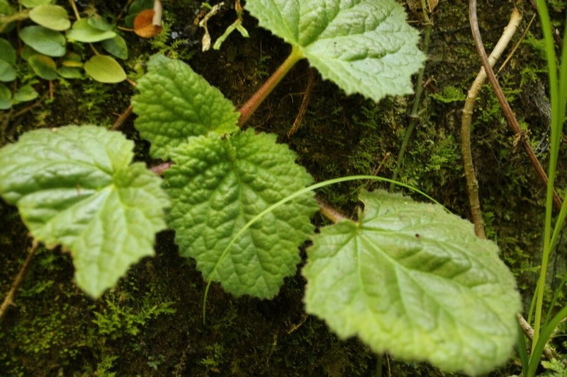 Palmatiboea cortusifolia photo 4