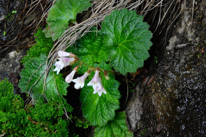 Palmatiboea cortusifolia photo 5
