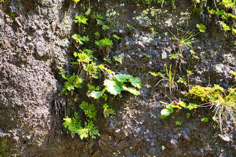 Palmatiboea heucherifolia