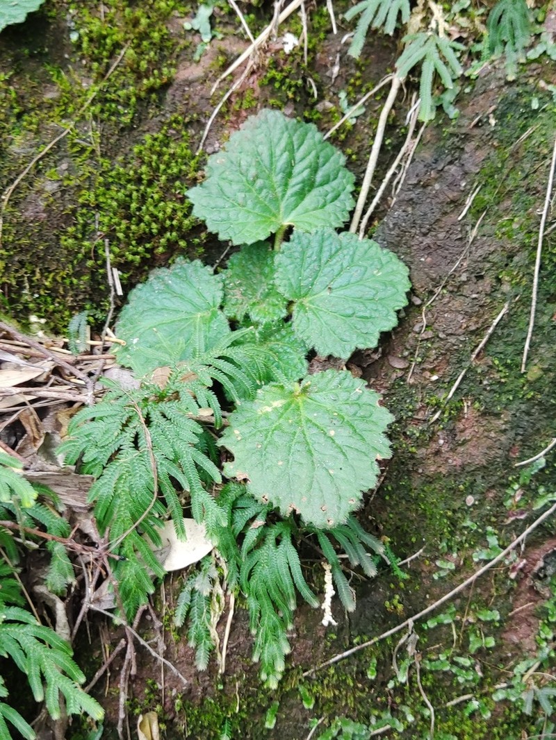 Palmatiboea heucherifolia photo 2