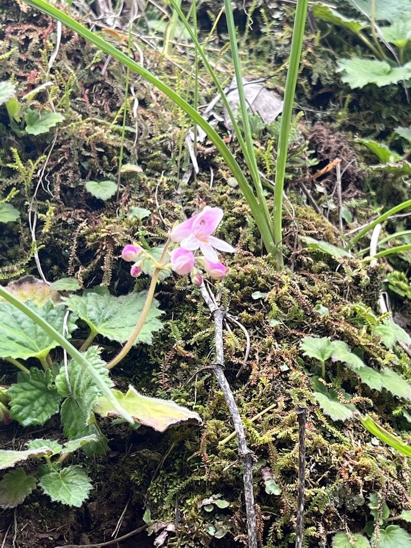 Palmatiboea heucherifolia photo 3