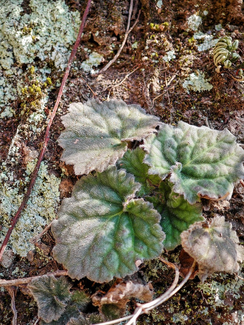 Palmatiboea heucherifolia photo 4