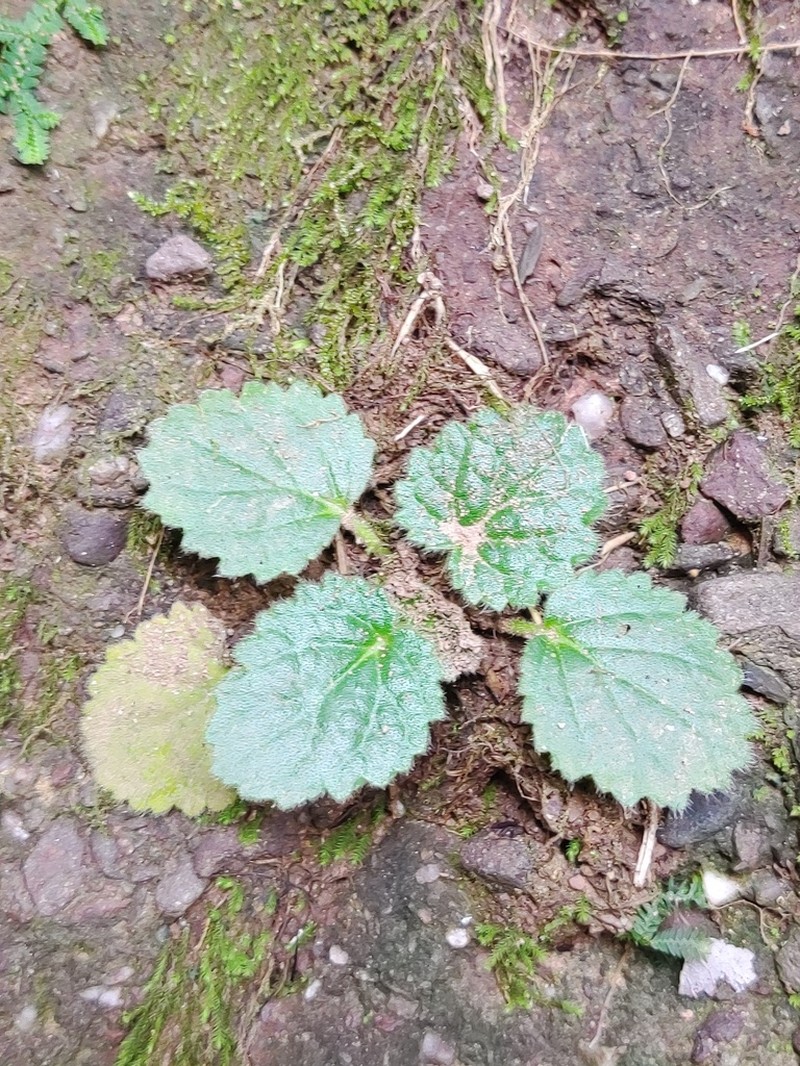 Palmatiboea heucherifolia photo 5