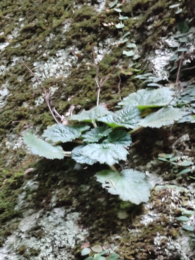 Palmatiboea heucherifolia photo 8