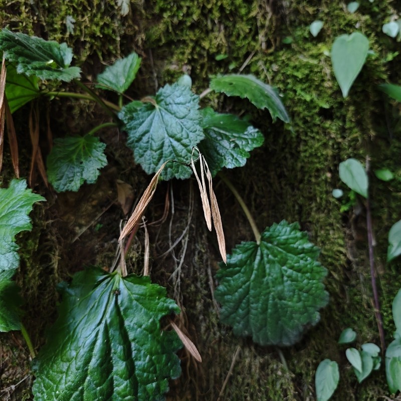 Palmatiboea lobulata