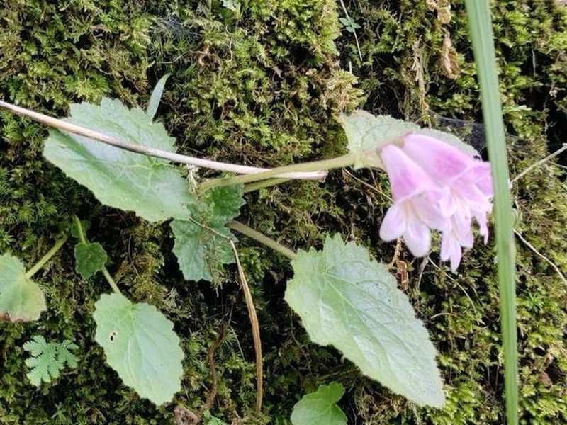 Palmatiboea lobulata photo 2