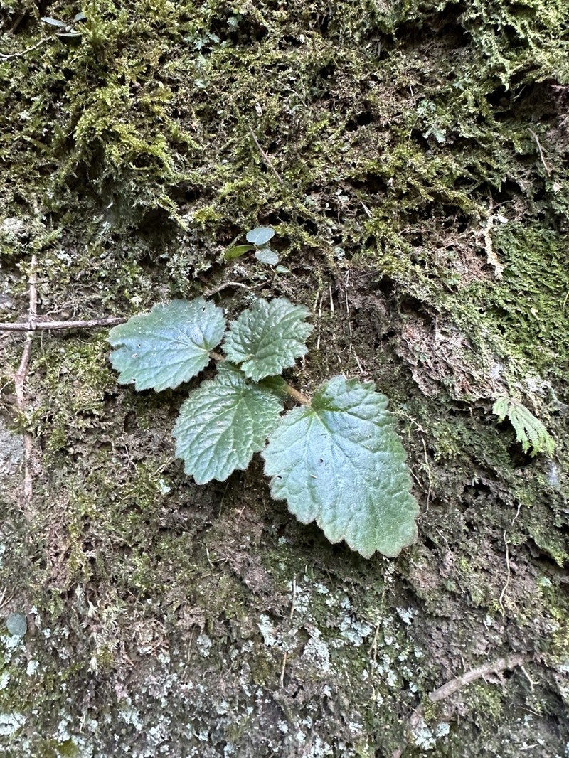 Palmatiboea lobulata photo 3