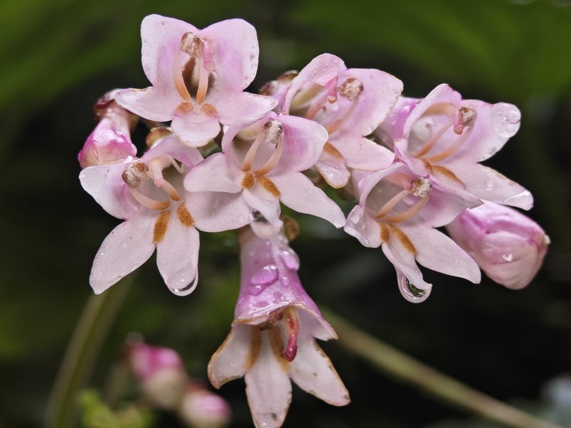 Palmatiboea salviiflora