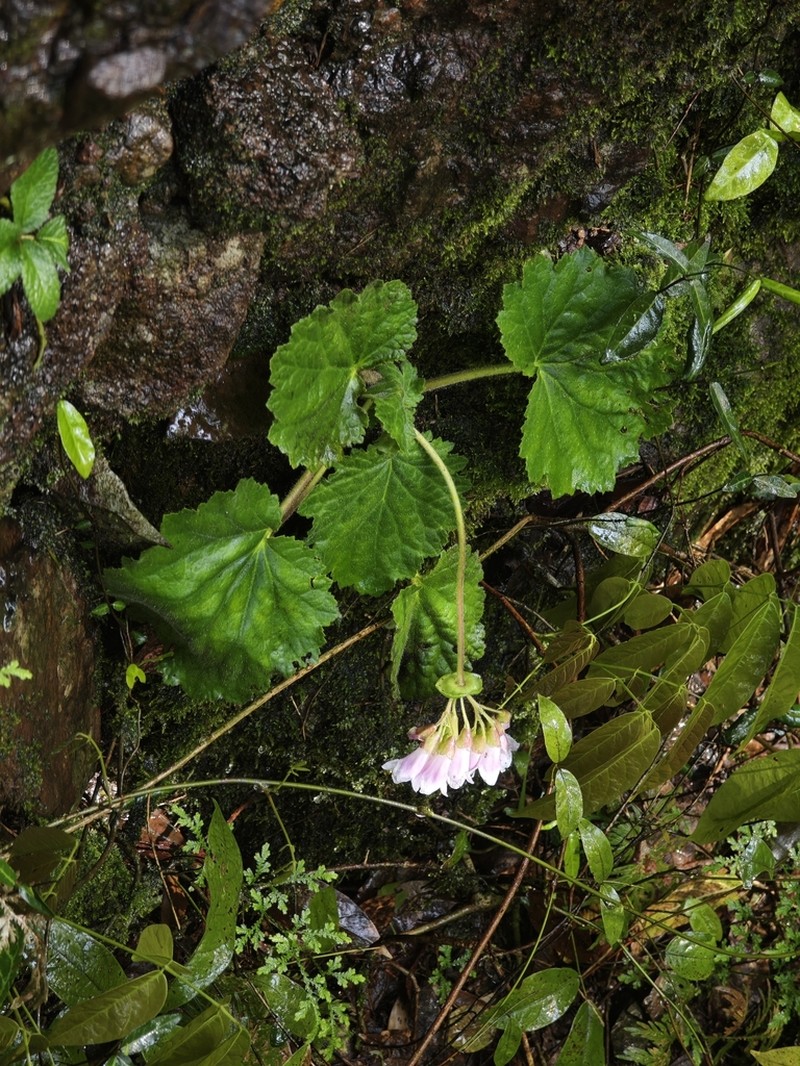 Palmatiboea salviiflora photo 2