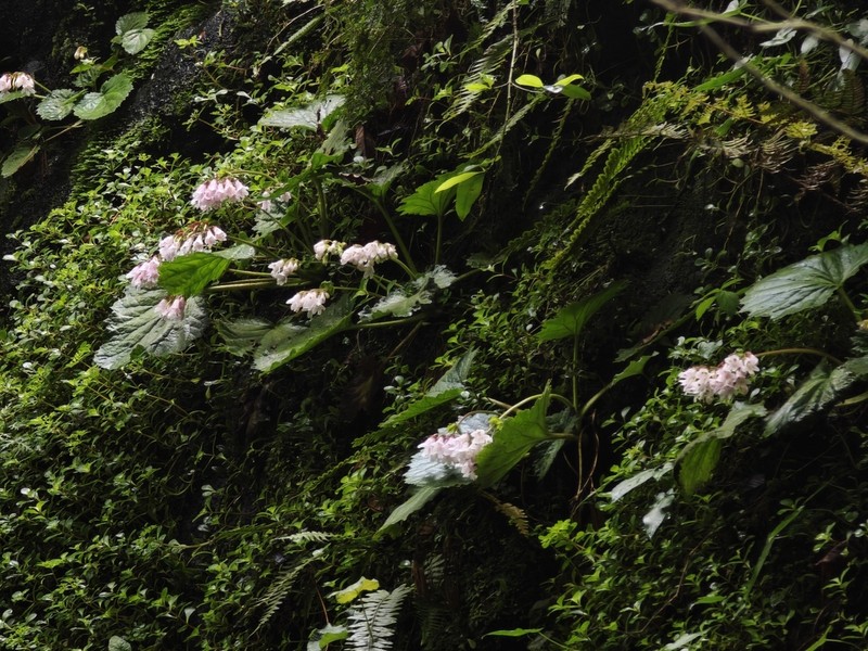 Palmatiboea salviiflora photo 3